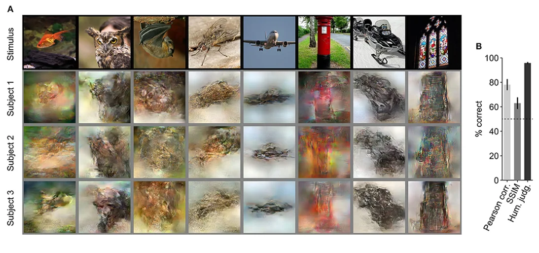 Figure from an fMRI reconstruction paper: a grid whose top row shows eight stimulus photographs and whose lower rows show blurry AI reconstructions decoded from each of three subjects’ brain activity, plus a bar chart of percent correct on three evaluation metrics